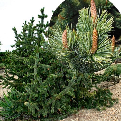 Pinus aristata - Ohteline mänd C3/3L